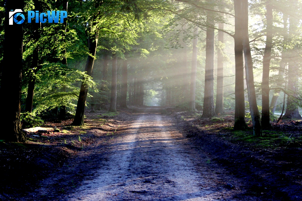 Forest Outdoor 4K PC Wallpaper