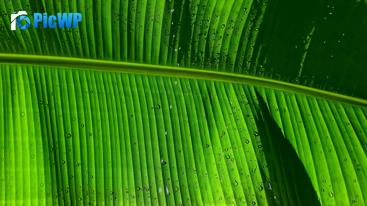 Banana Leaf Green background 4K PC Wallpaper