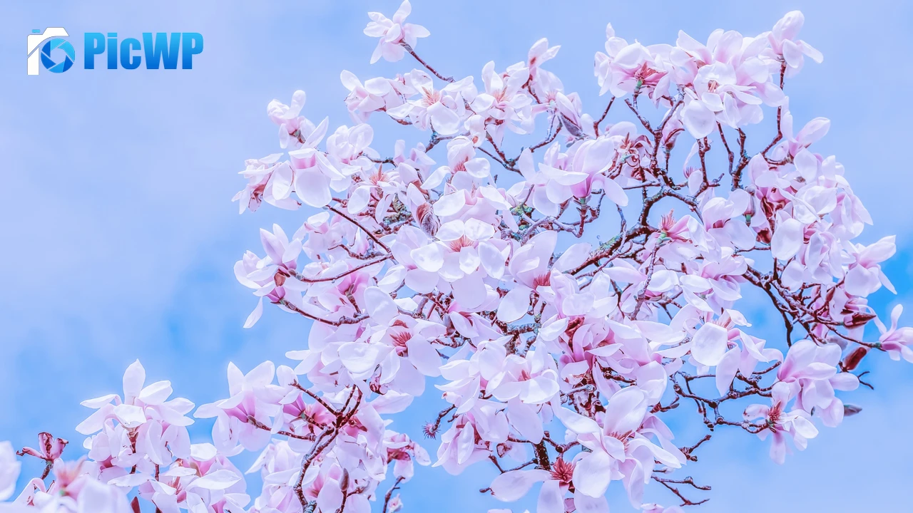 Magnolia Tulips Pink flowers 4K PC Wallpaper
