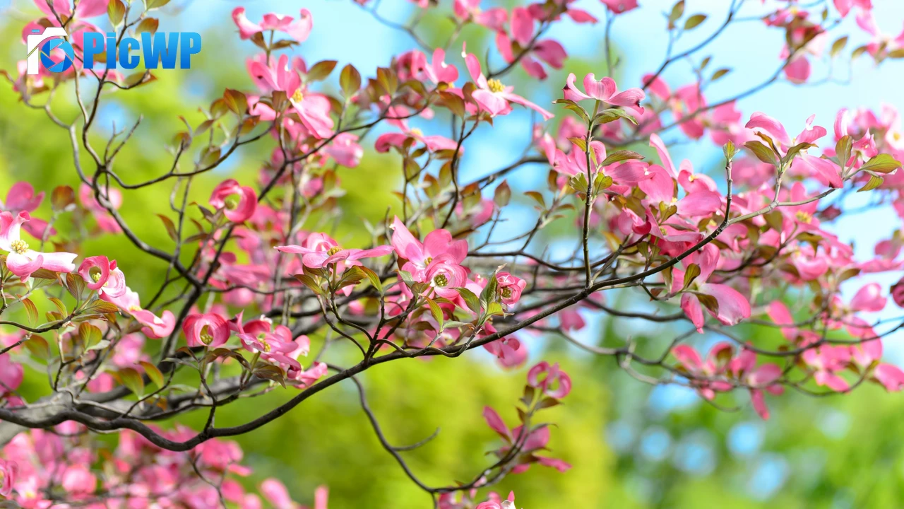 Pink flowers Spring 4K PC Wallpaper