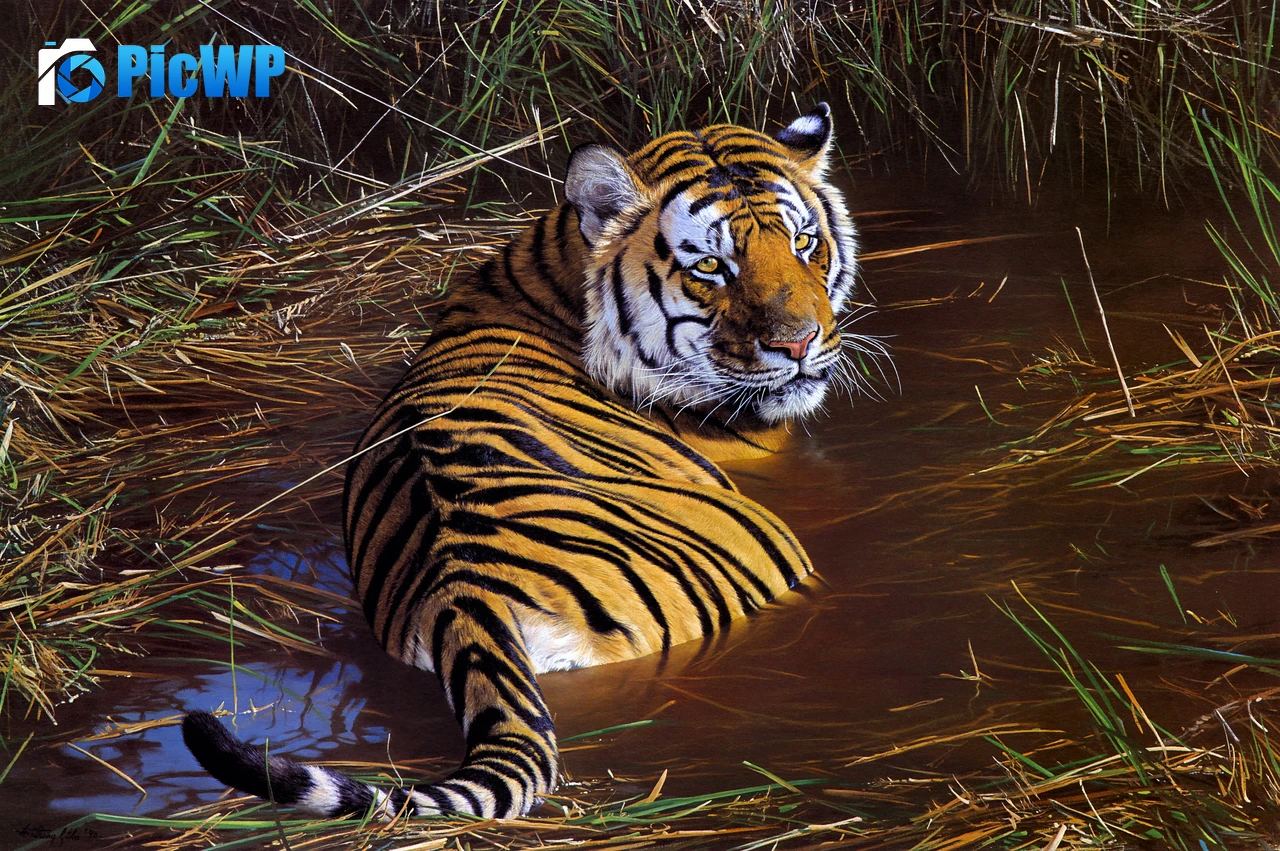 Tiger Big cats 4K PC Wallpaper