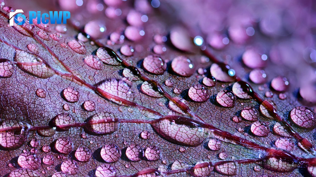 Purple leaf Dew Drops 4K PC Wallpaper
