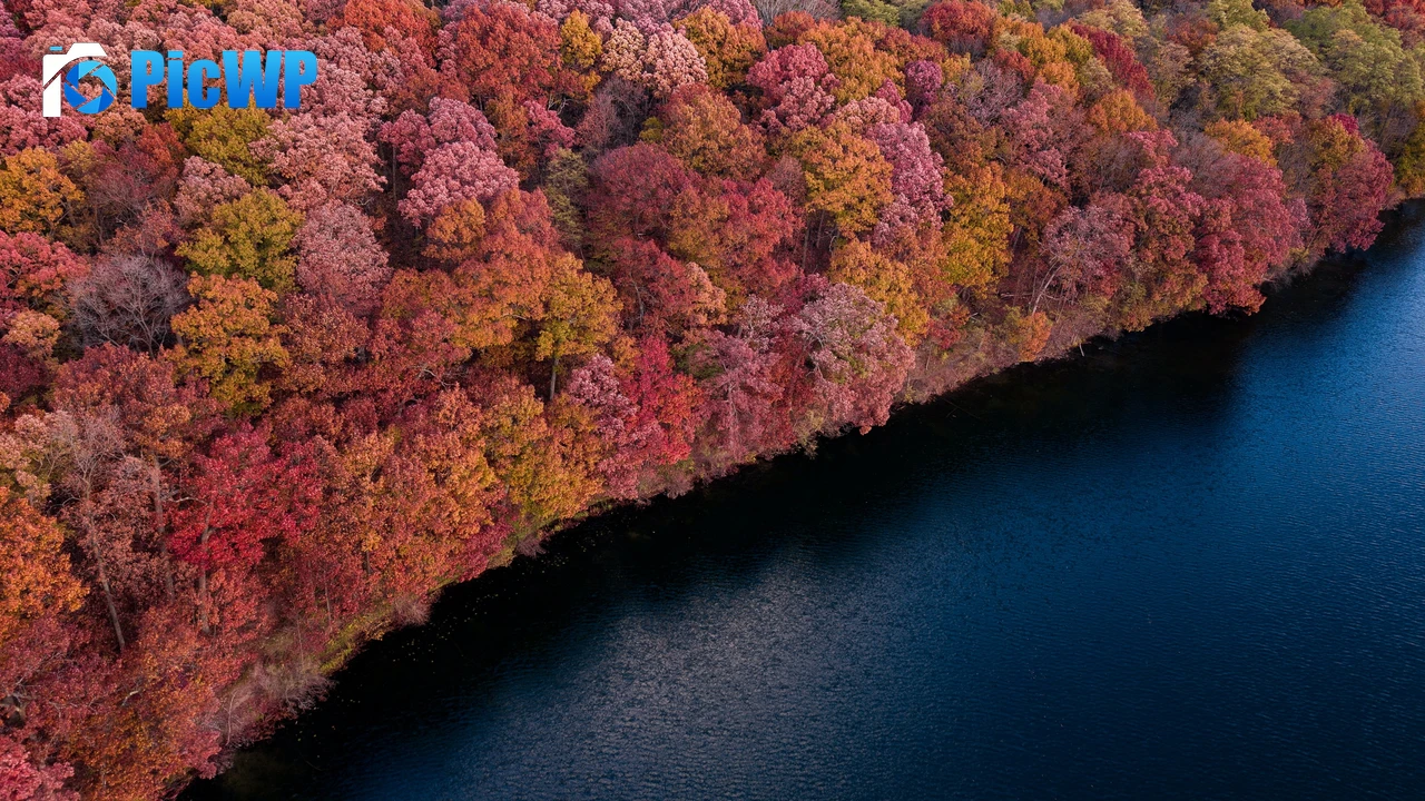 Colorful forest Trees 4K PC Wallpaper