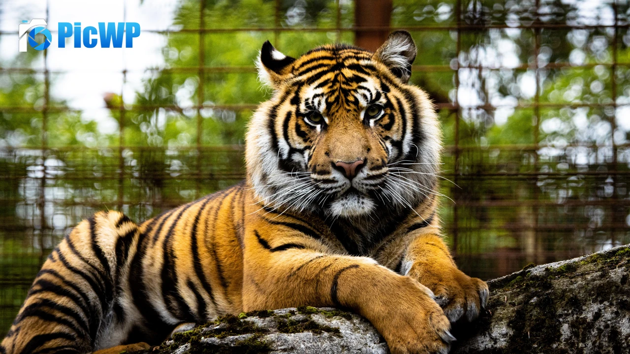 Tiger Big cat 4K PC Wallpaper