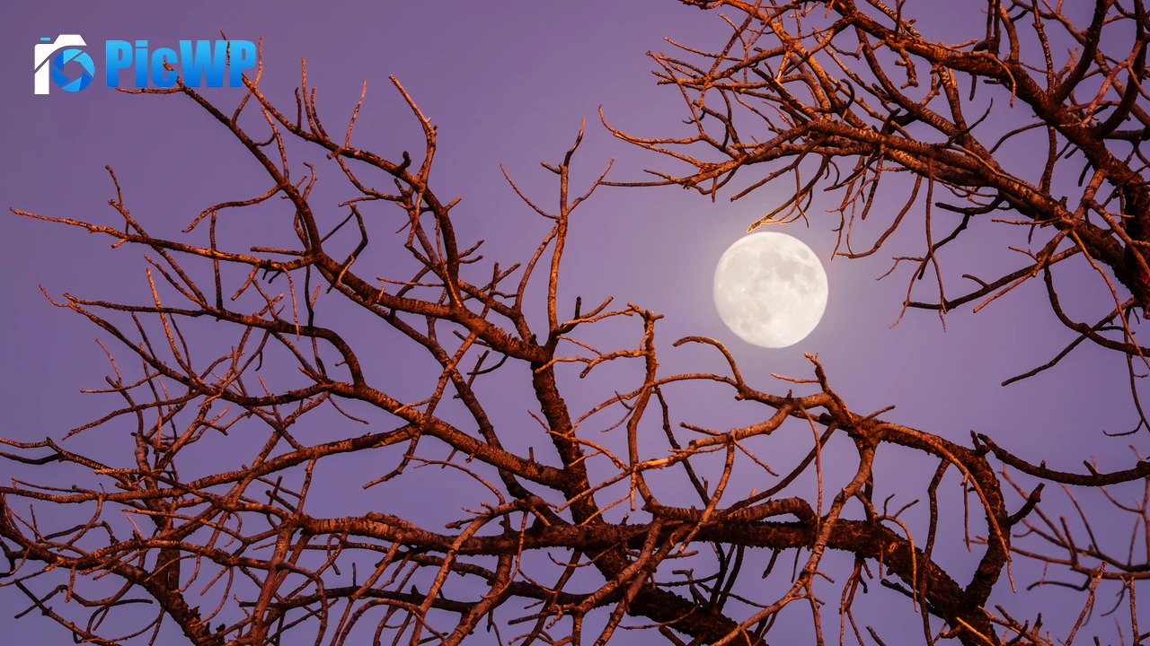 Twilight Moon Night 4K PC Wallpaper