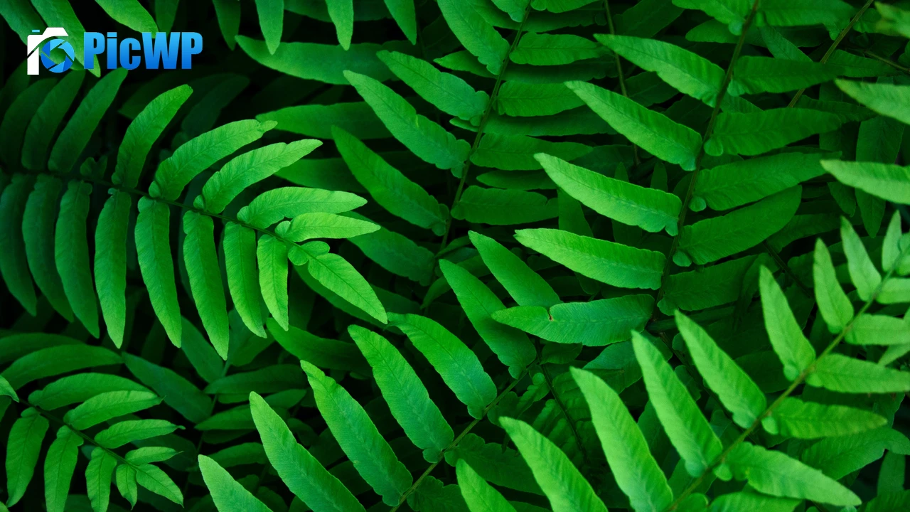 Green leaves Ferns 4K PC Wallpaper
