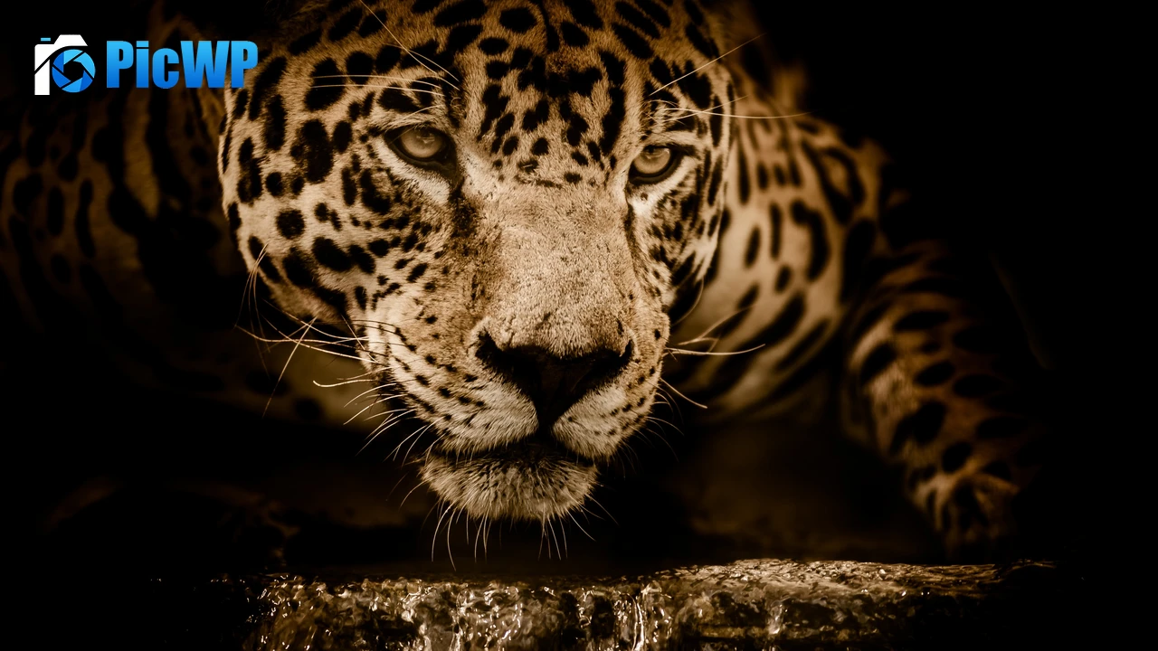 Jaguar Wildcat 4K PC Wallpaper