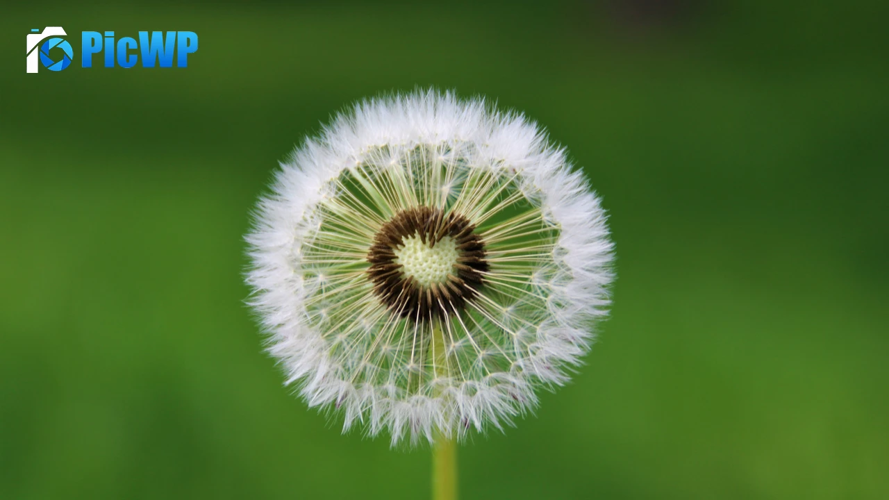 Dandelion flower Heart 4K PC Wallpaper