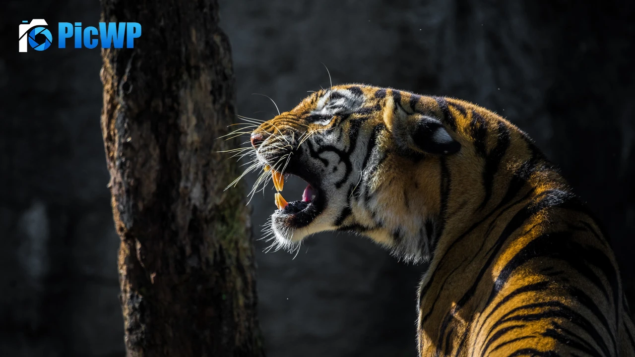 Roaring Tiger 4K PC Wallpaper