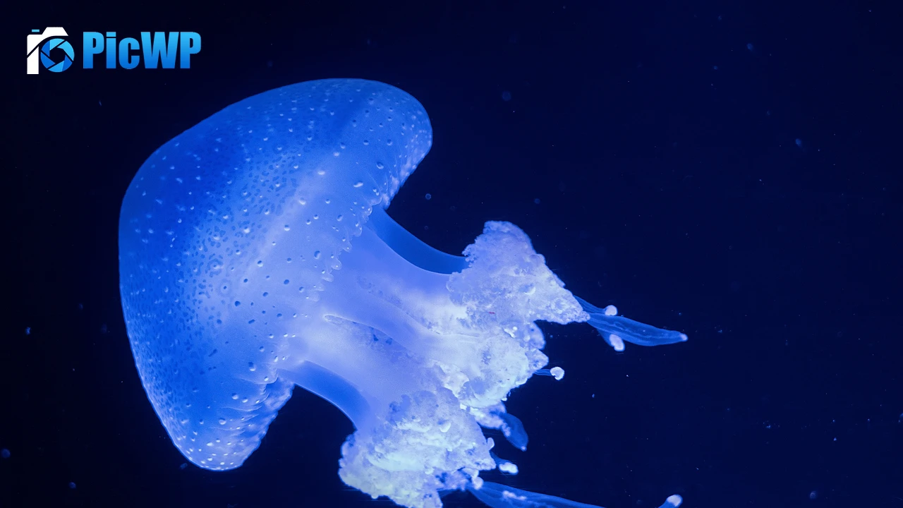 Glowing Jellyfish 4K PC Wallpaper
