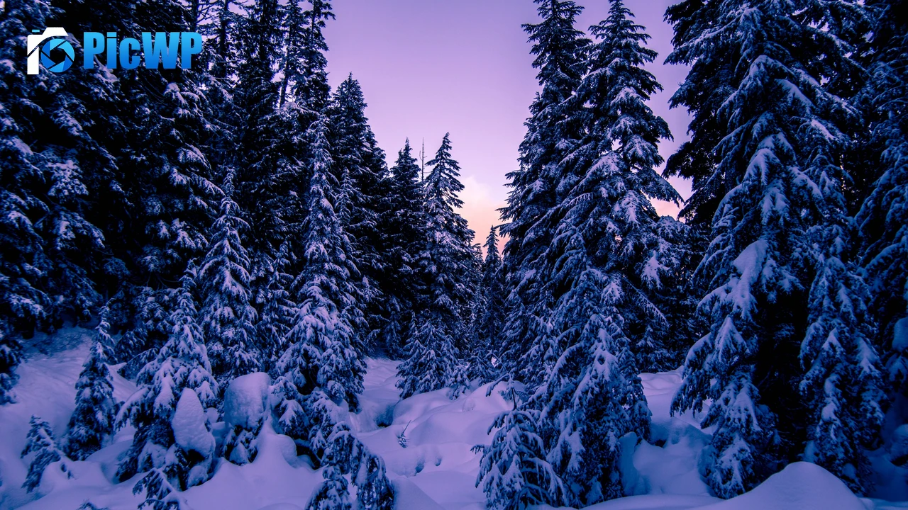 Pine trees Snow covered 4K PC Wallpaper
