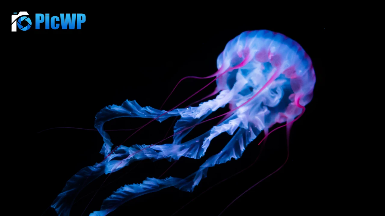 Jellyfish Aquarium 4K PC Wallpaper