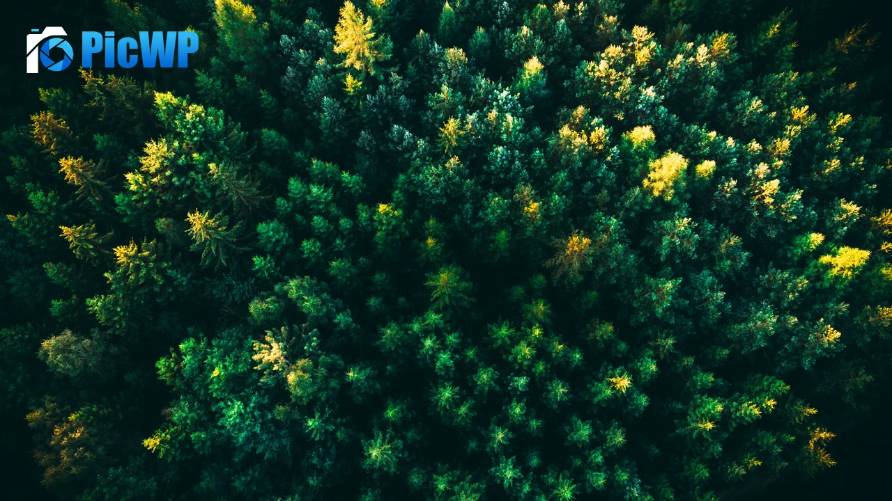 Green Trees Forest 4K PC Wallpaper