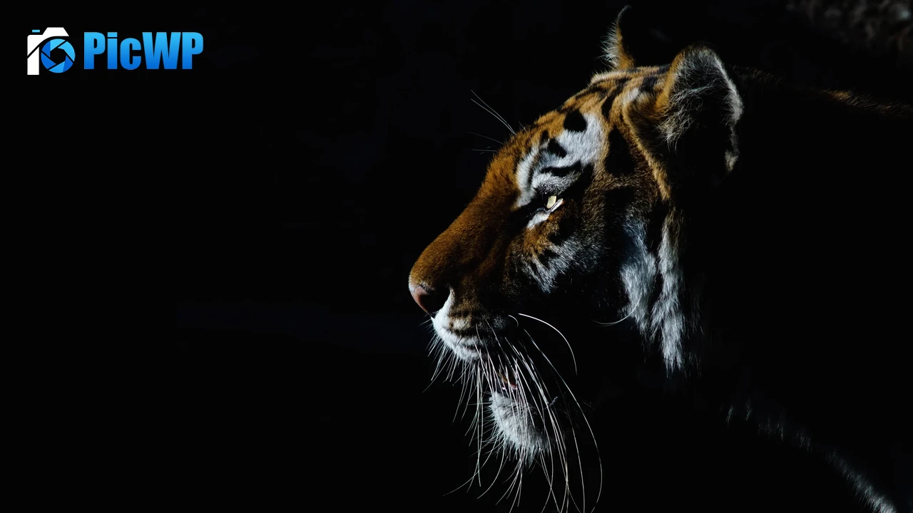 Tiger Closeup 4K PC Wallpaper