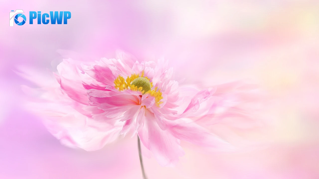 Pink flower Pink background 4K PC Wallpaper