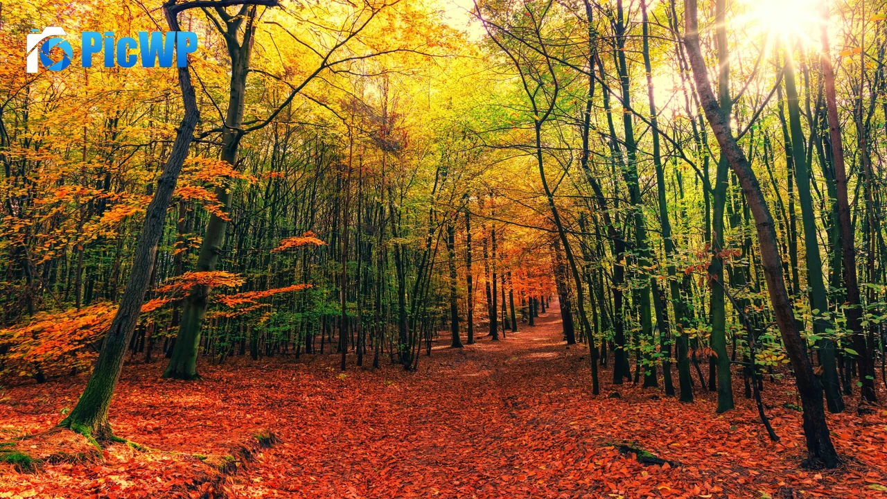 Forest Fall 4K PC Wallpaper