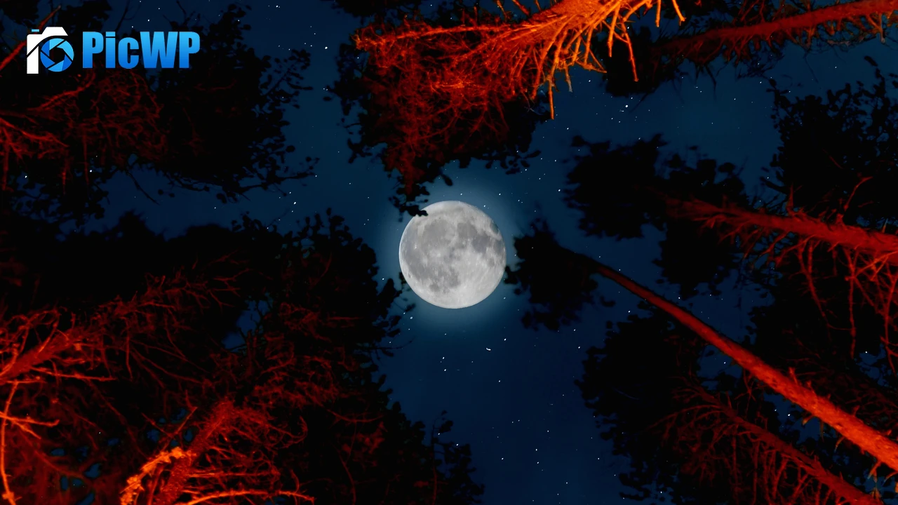 Full moon Trees 4K PC Wallpaper