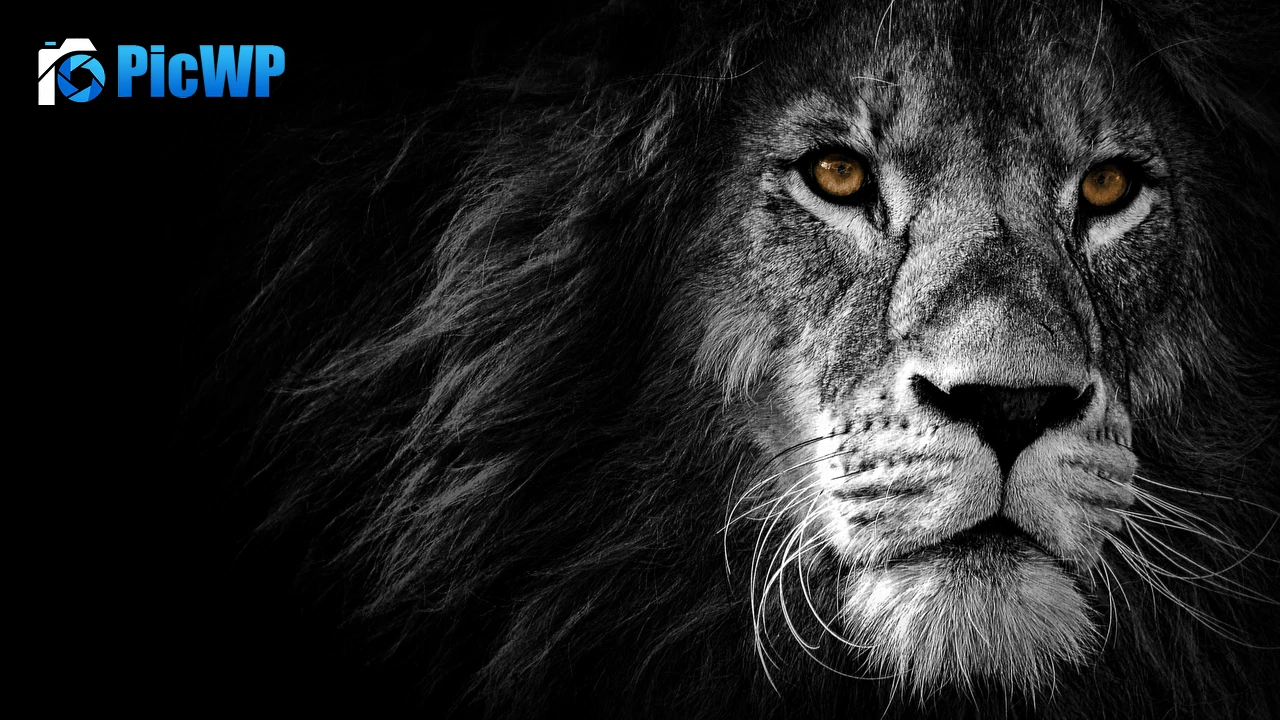 Lion AMOLED 4K PC Wallpaper