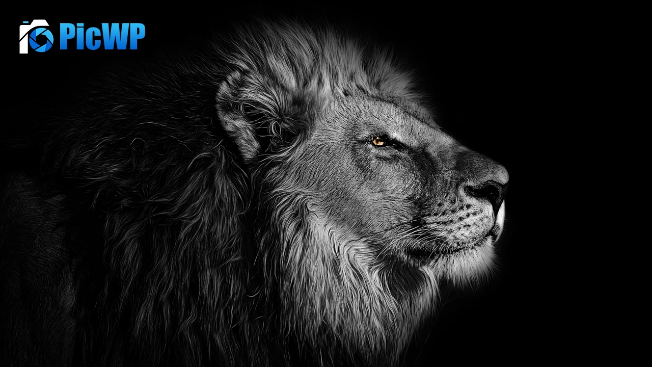 Lion African 4K PC Wallpaper