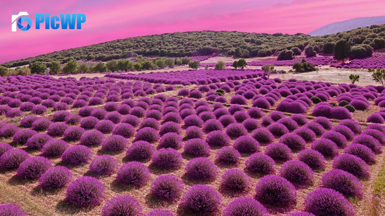 Lavender fields Landscape 4K PC Wallpaper
