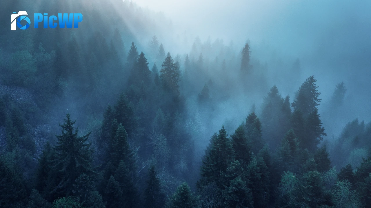 Forest Rhone-Alpes 4K PC Wallpaper