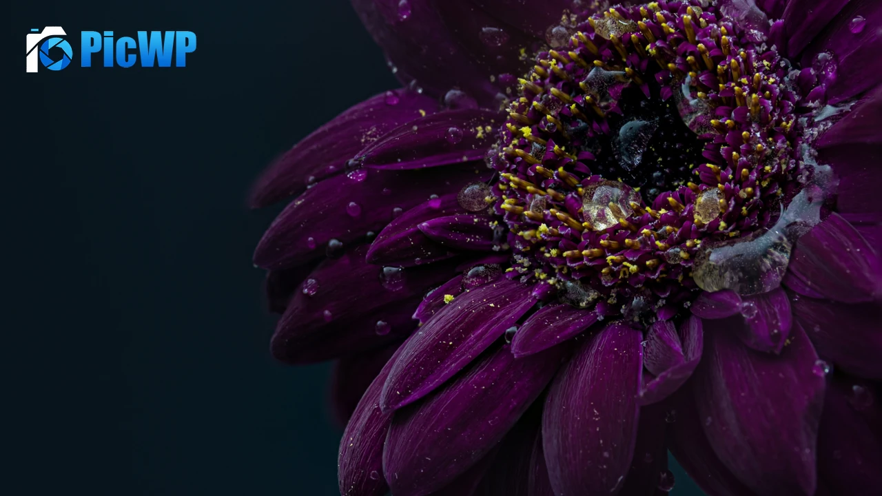Gerbera flower Purple Flower 4K PC Wallpaper