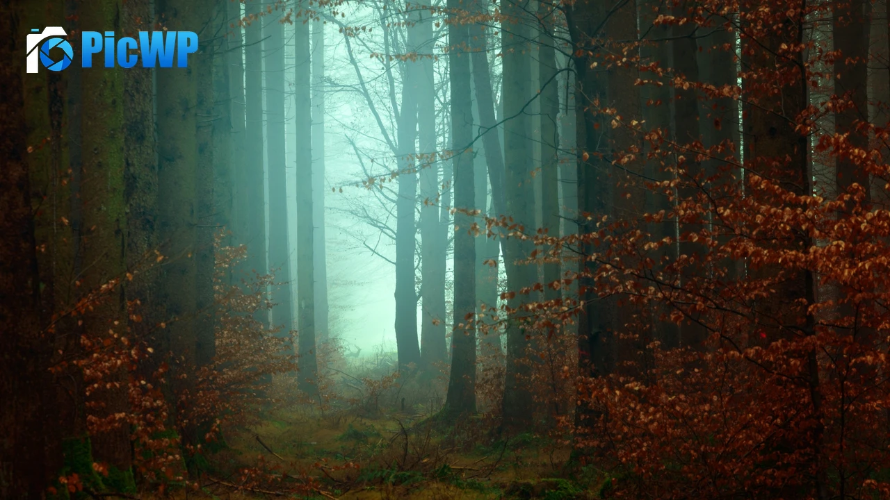 Forest Mist 4K PC Wallpaper