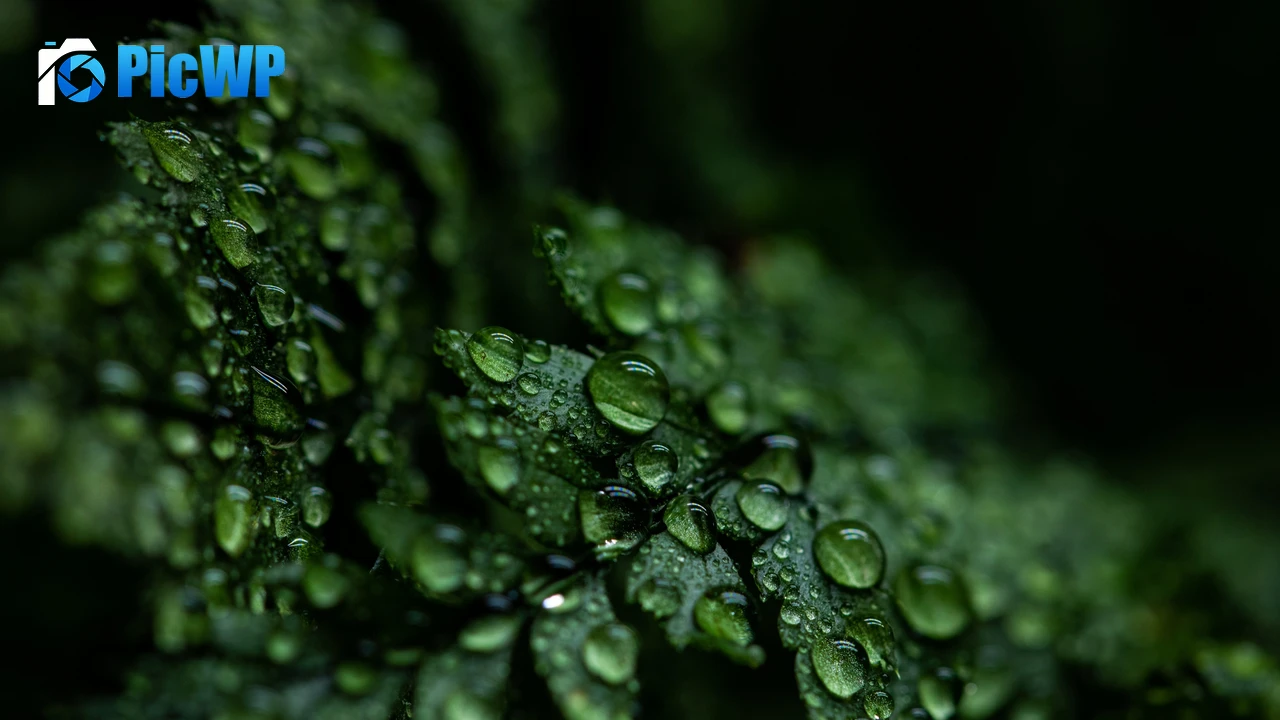 Leaves Rain drops 4K PC Wallpaper