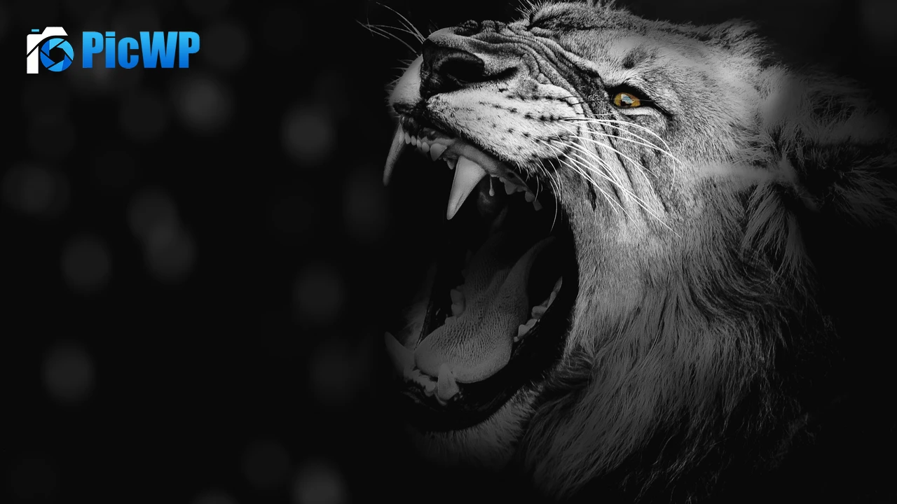 Lion Monochrome 4K PC Wallpaper