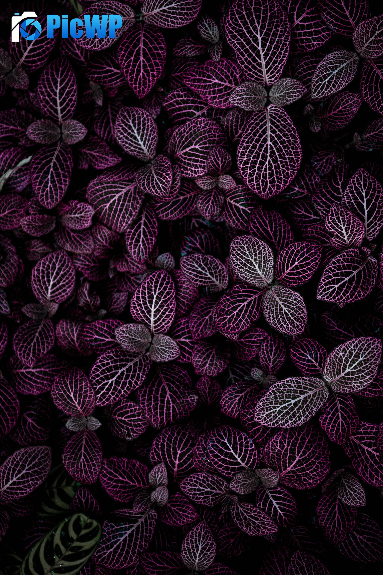 Purple leaves Plant 6K Mobile Wallpaper