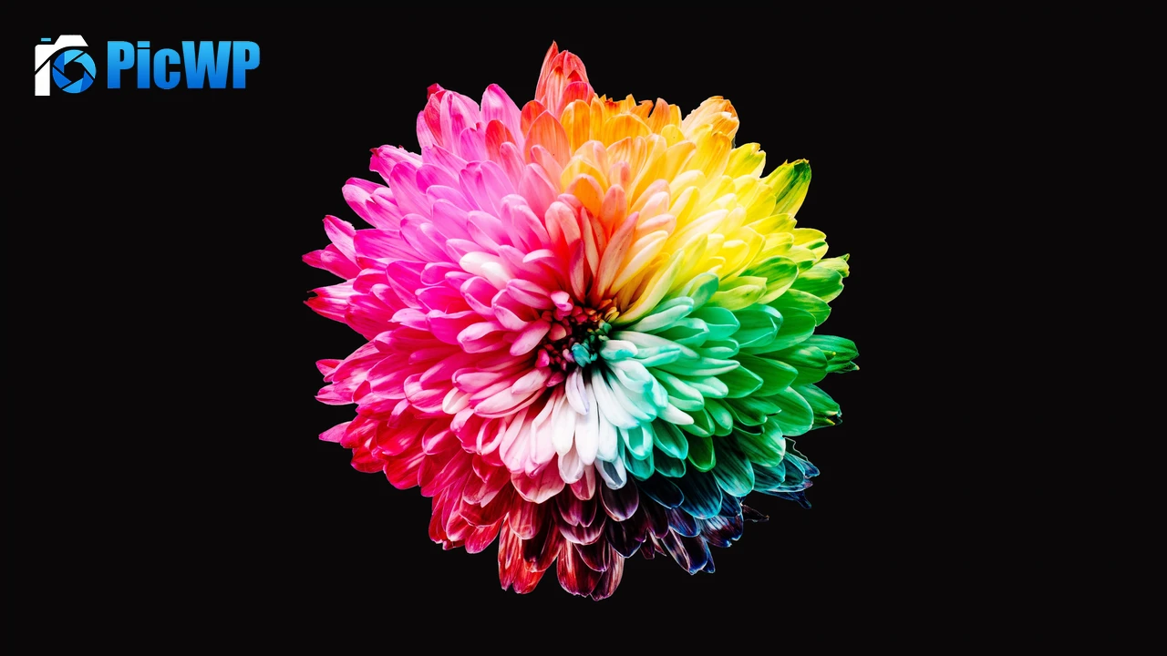 Colorful flowers Multicolor 4K PC Wallpaper