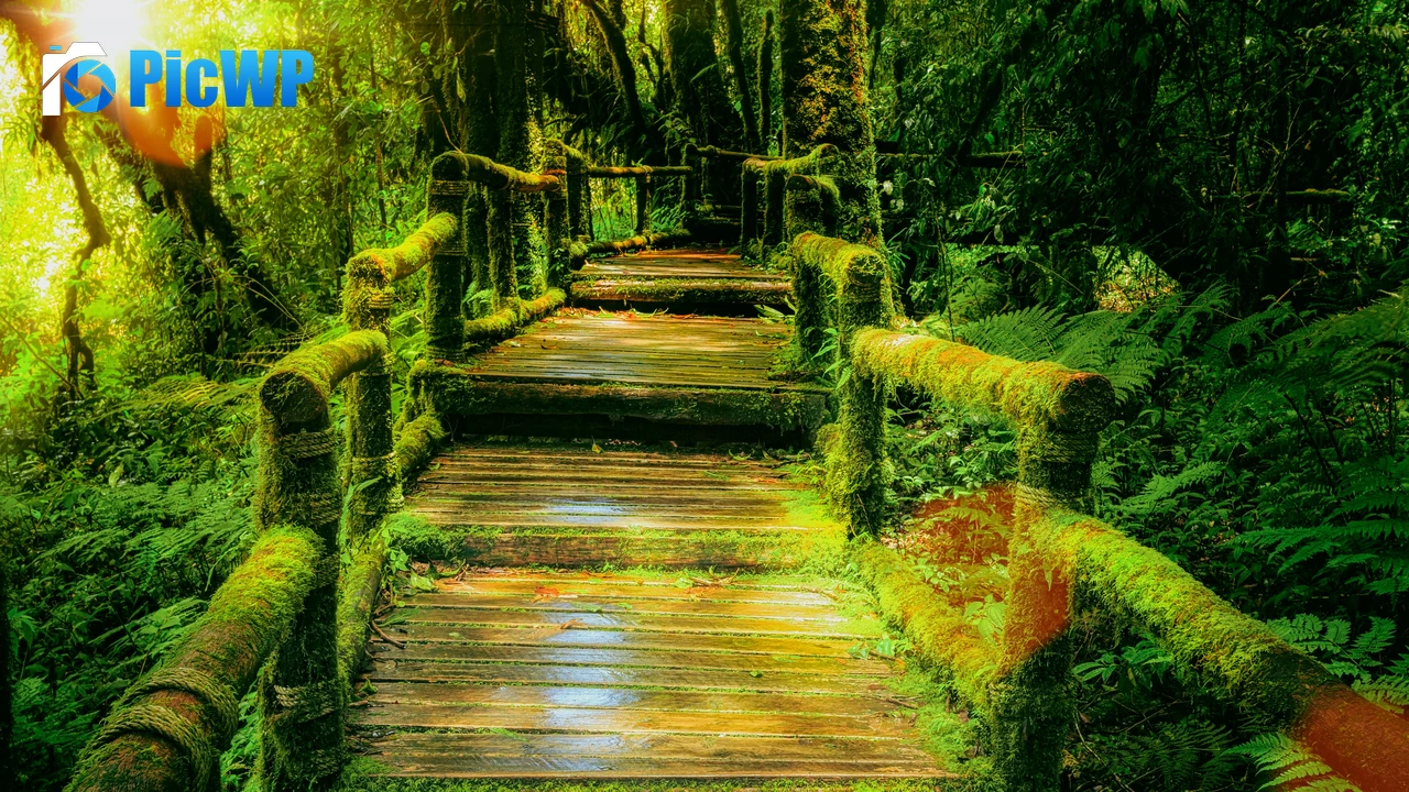 Wooden bridge Rainforest 4K PC Wallpaper