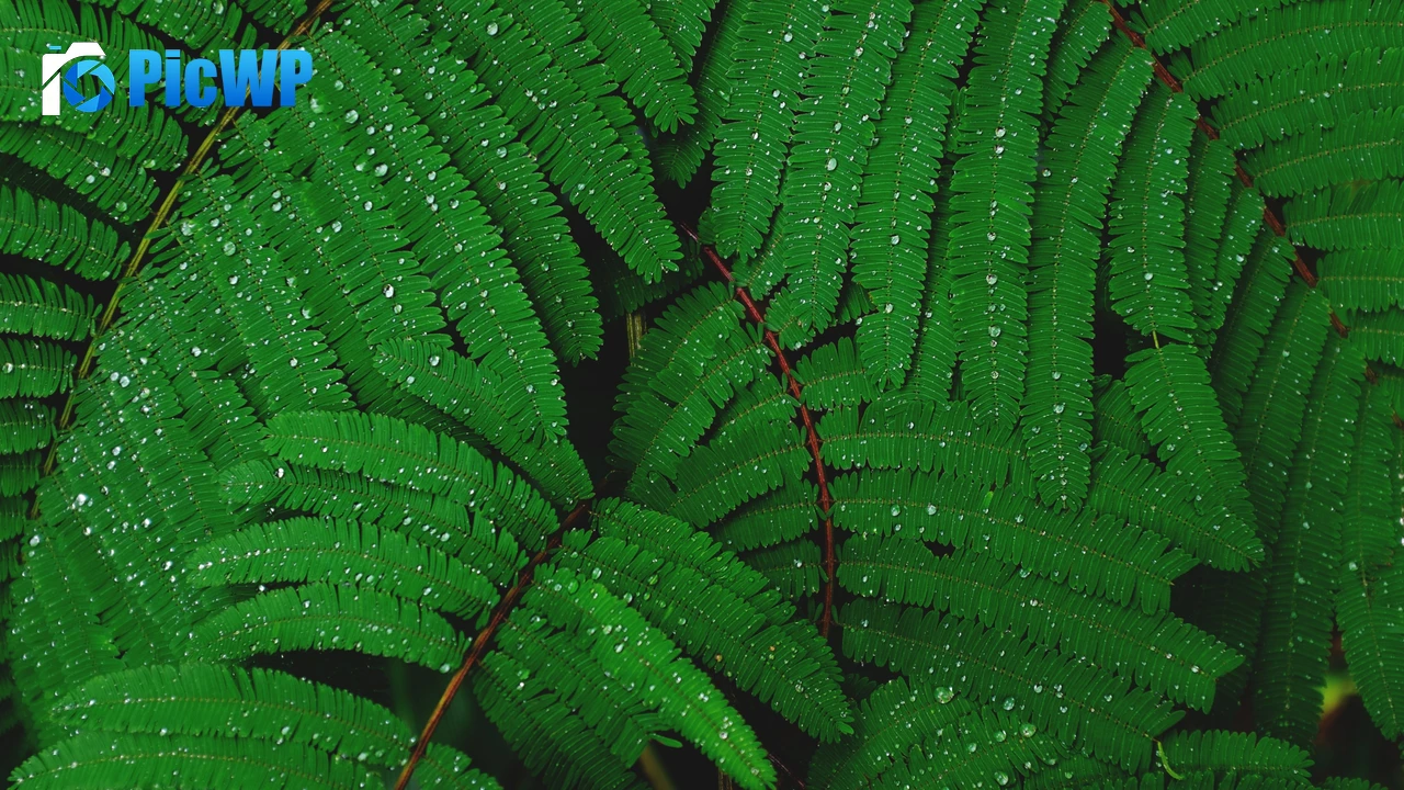 Plant Leaves 4K PC Wallpaper
