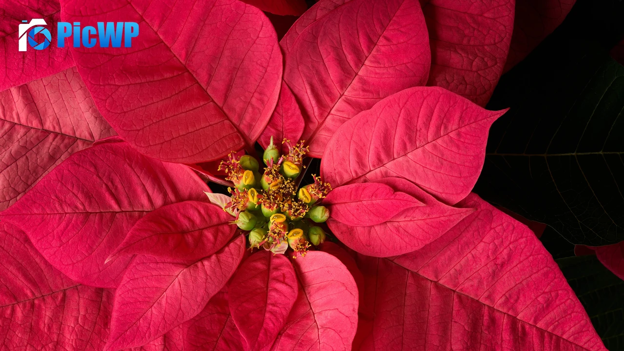 Red leaves Plant 4K PC Wallpaper