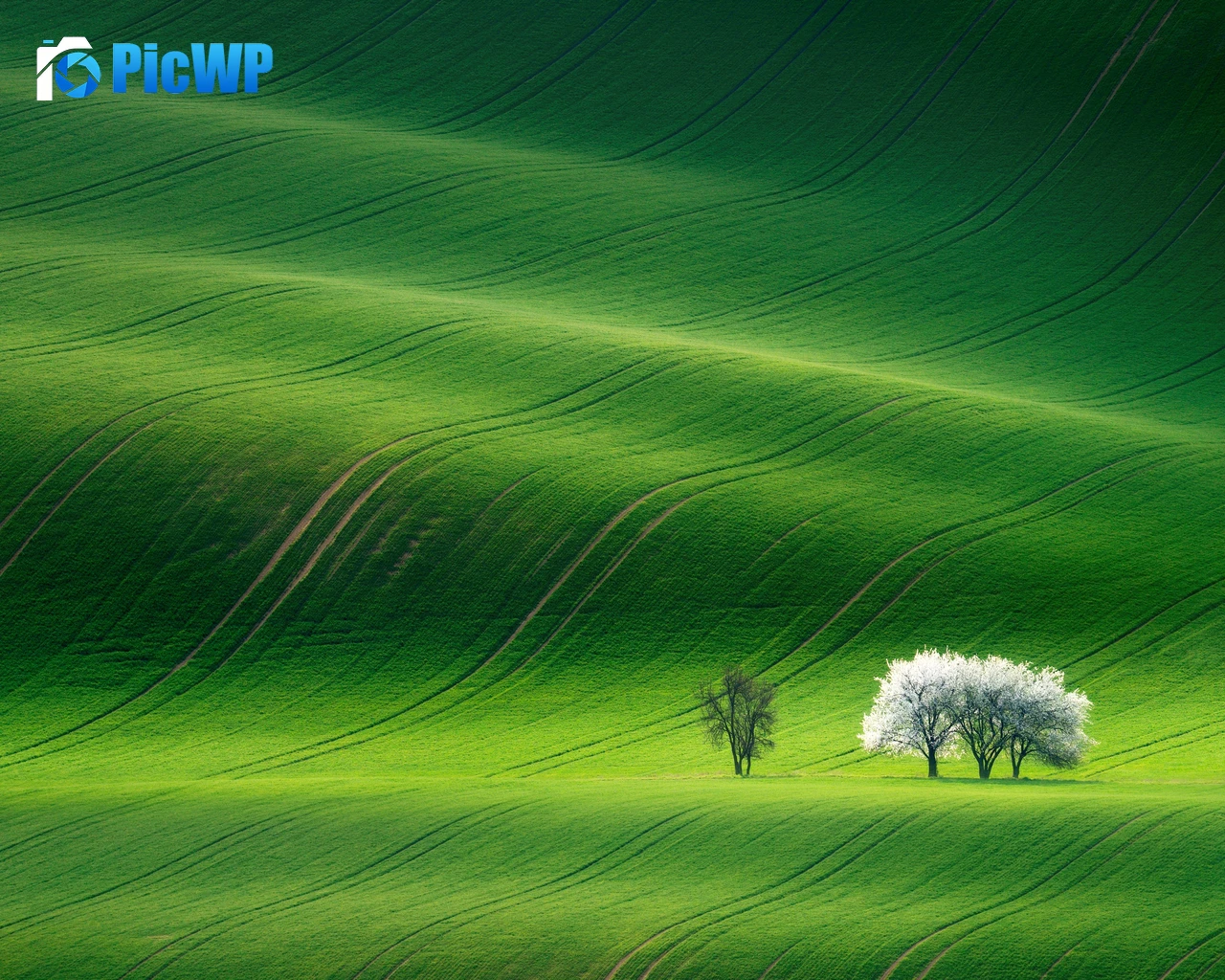 Grassland Green 4K PC Wallpaper