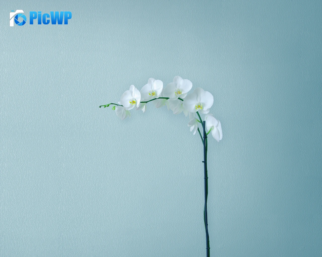 White Orchids Orchid flowers 4K PC Wallpaper