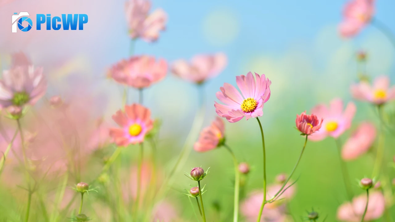Flower garden Cosmos flowers 4K PC Wallpaper