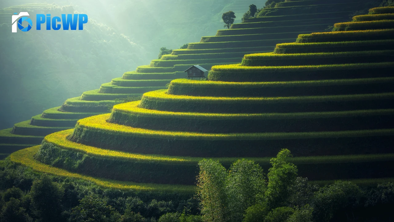 Rice fields Agriculture 4K PC Wallpaper