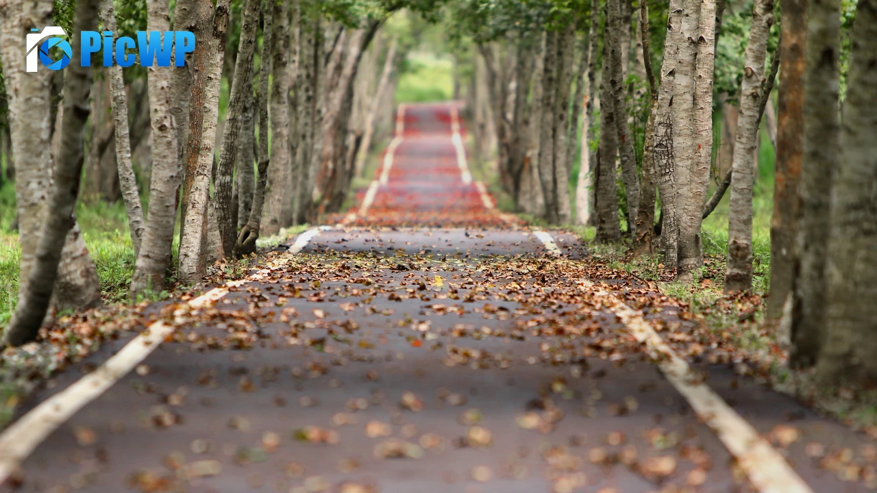 Fall Trees 4K PC Wallpaper