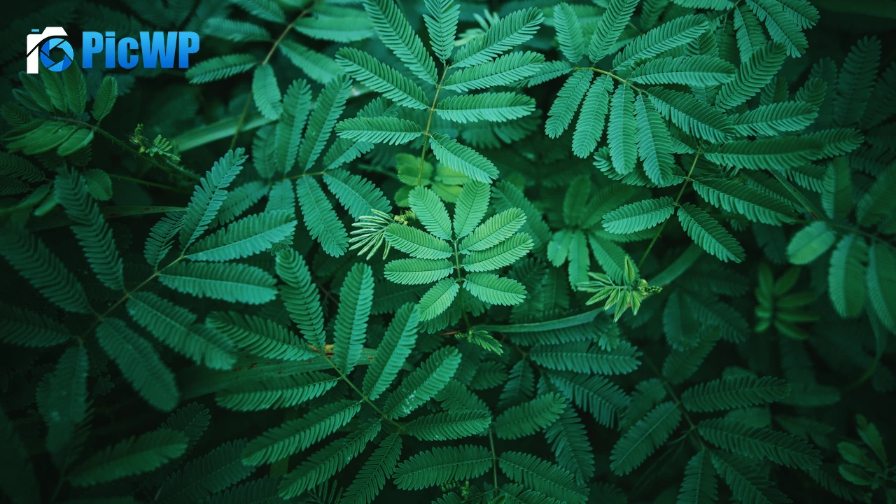 Leaves Green 4K PC Wallpaper