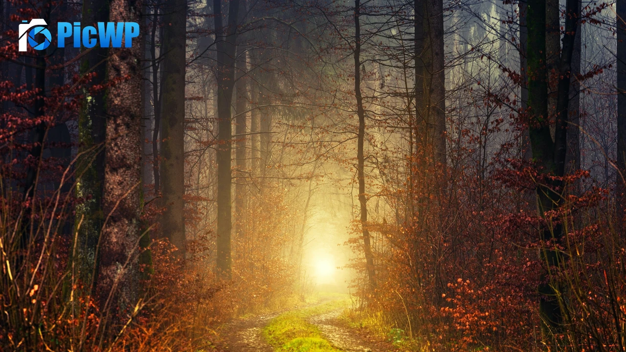 Autumn Light 4K PC Wallpaper
