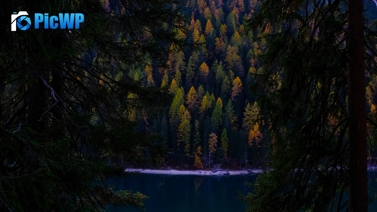 Lake Forest 4K PC Wallpaper