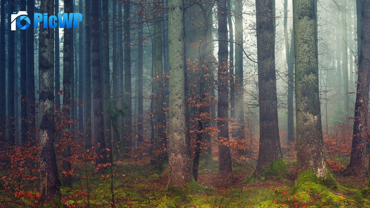 Forest Dawn 4K PC Wallpaper