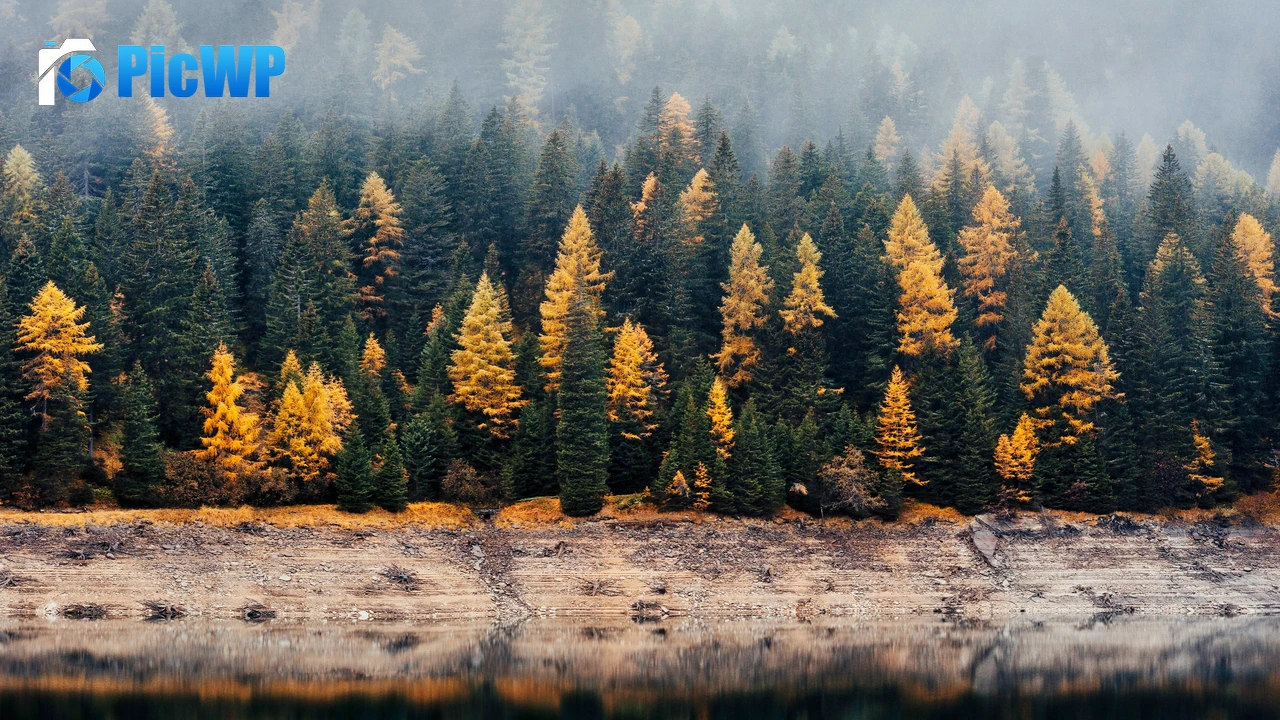 Forest Reflection 4K PC Wallpaper