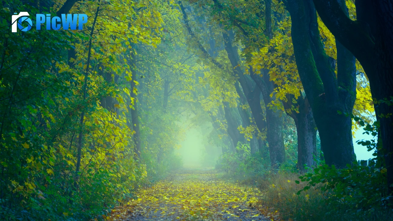 Spring Forest 4K PC Wallpaper