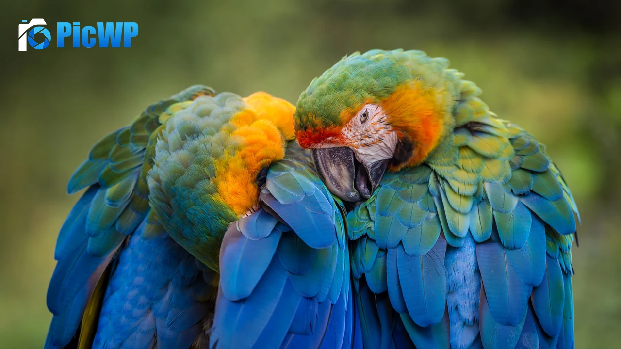 Parrots Birds 4K PC Wallpaper