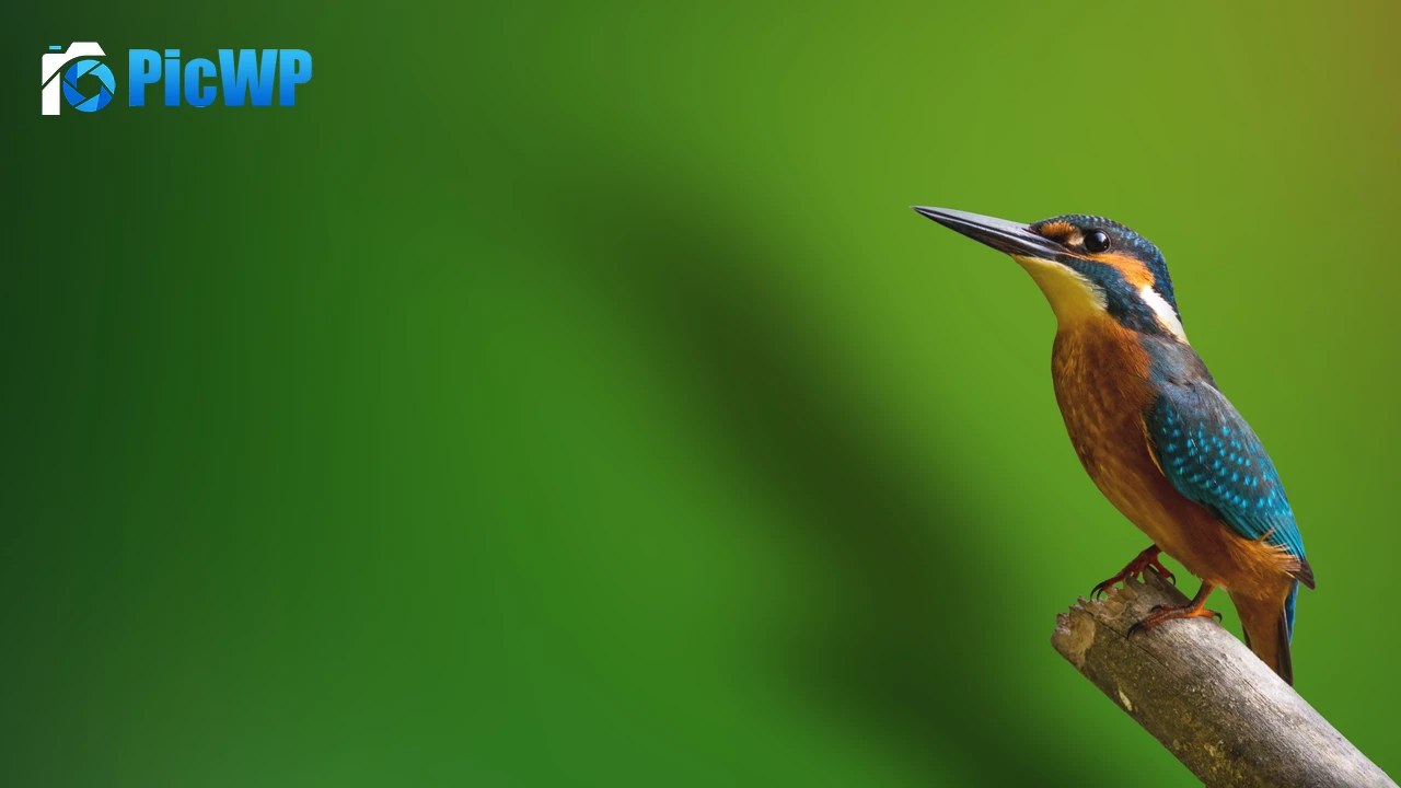Kingfisher Branch 4K PC Wallpaper