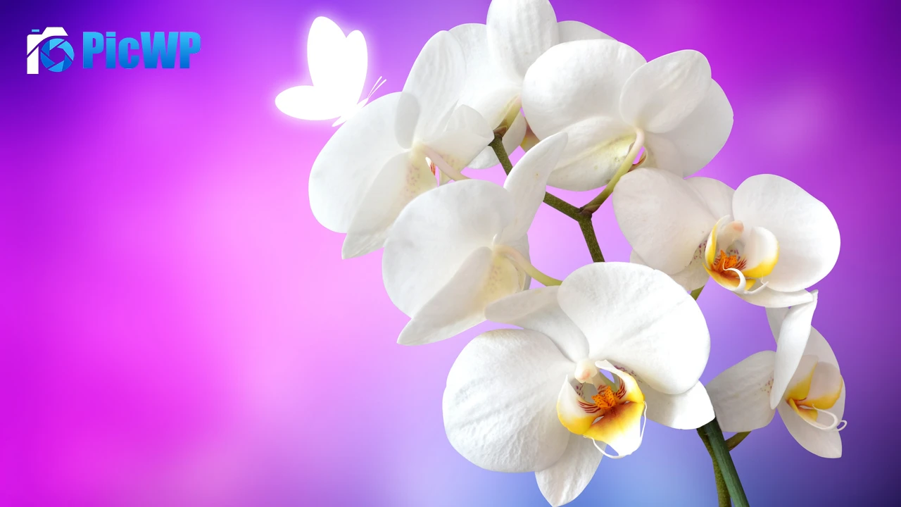 Orchid flowers White Orchids 4K PC Wallpaper