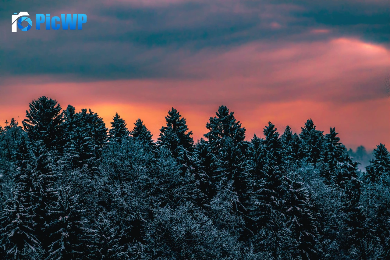 Winter Pine trees 4K PC Wallpaper