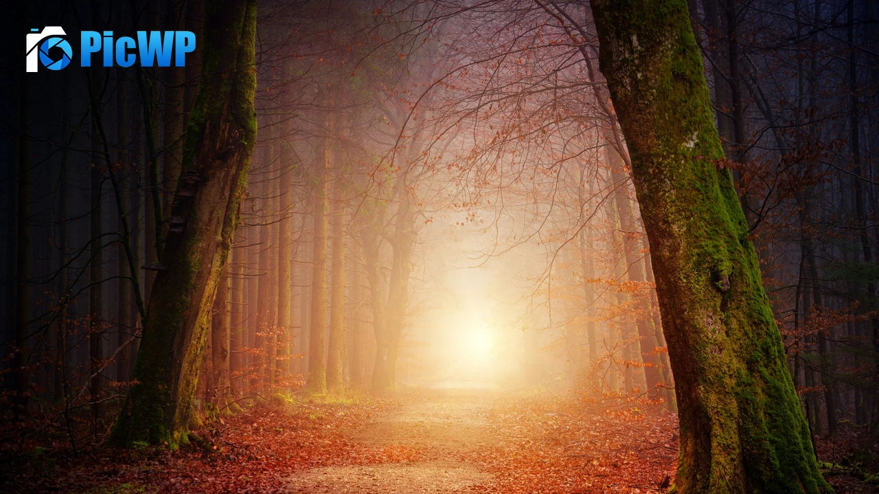 Fall Morning light 4K PC Wallpaper